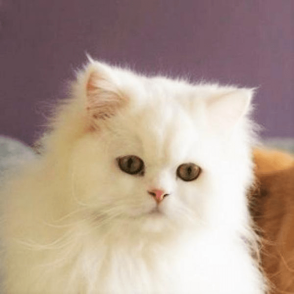 Best Cat Breeds for Beginners Guide simplecatguide