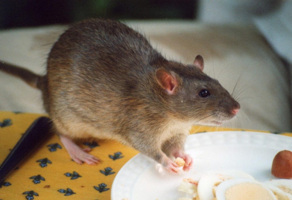 Guaranteed Ways To Eliminate Rats In Your Home Simple Home It