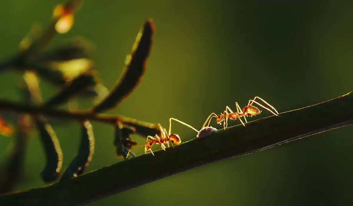 Do Ants Hibernate? Simple Pest Management
