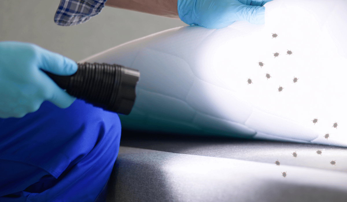 How To Find Bed Bugs In Southern California Simple Pest Management