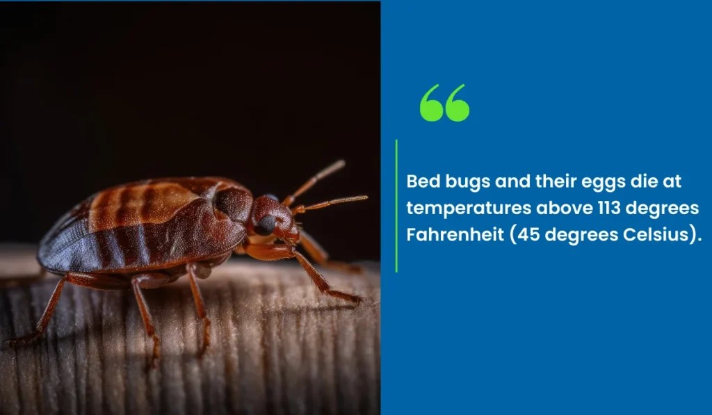 What Temperature Kills Bed Bugs? Simple Pest Management