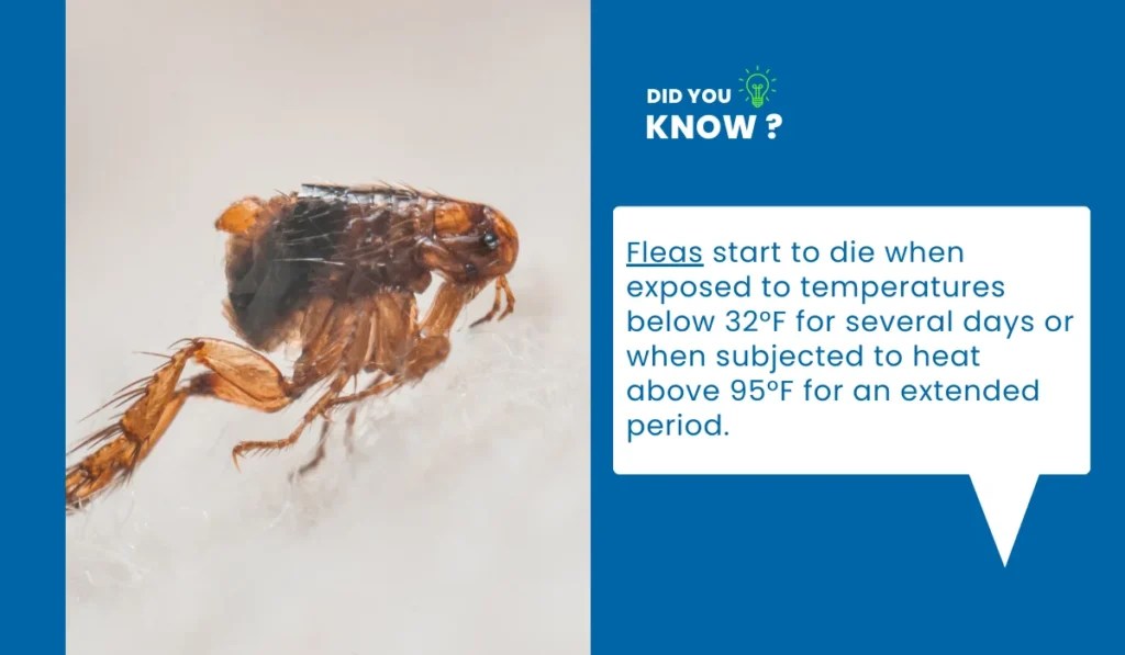 What Temperature Kills Fleas? Simple Pest Management