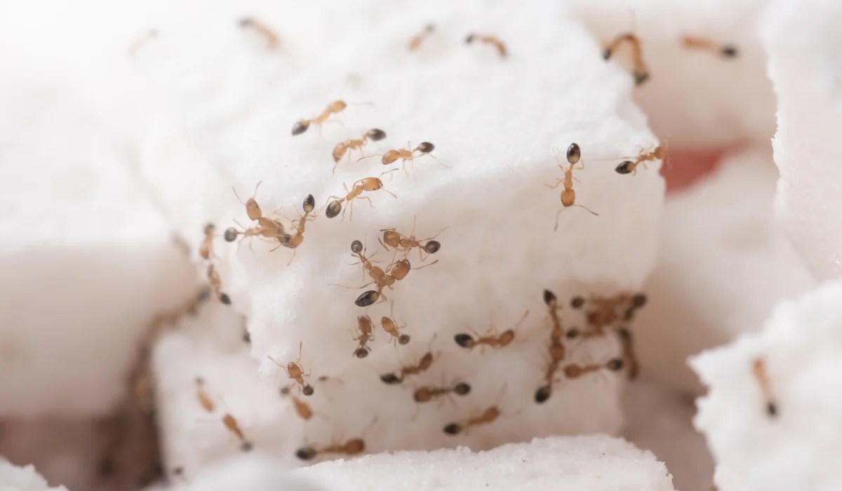 How To Get Rid Of Ants In Your San Diego Kitchen | Simple Pest Management