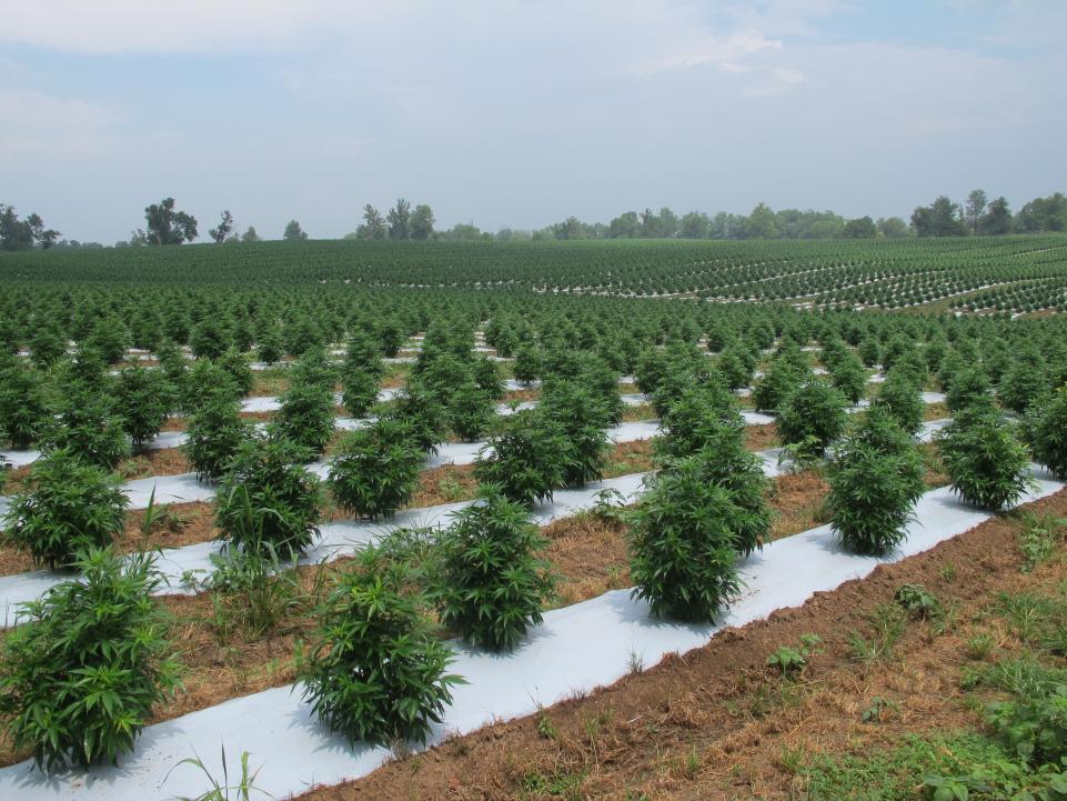 Protecting water rights for hemp farmers Simplifya