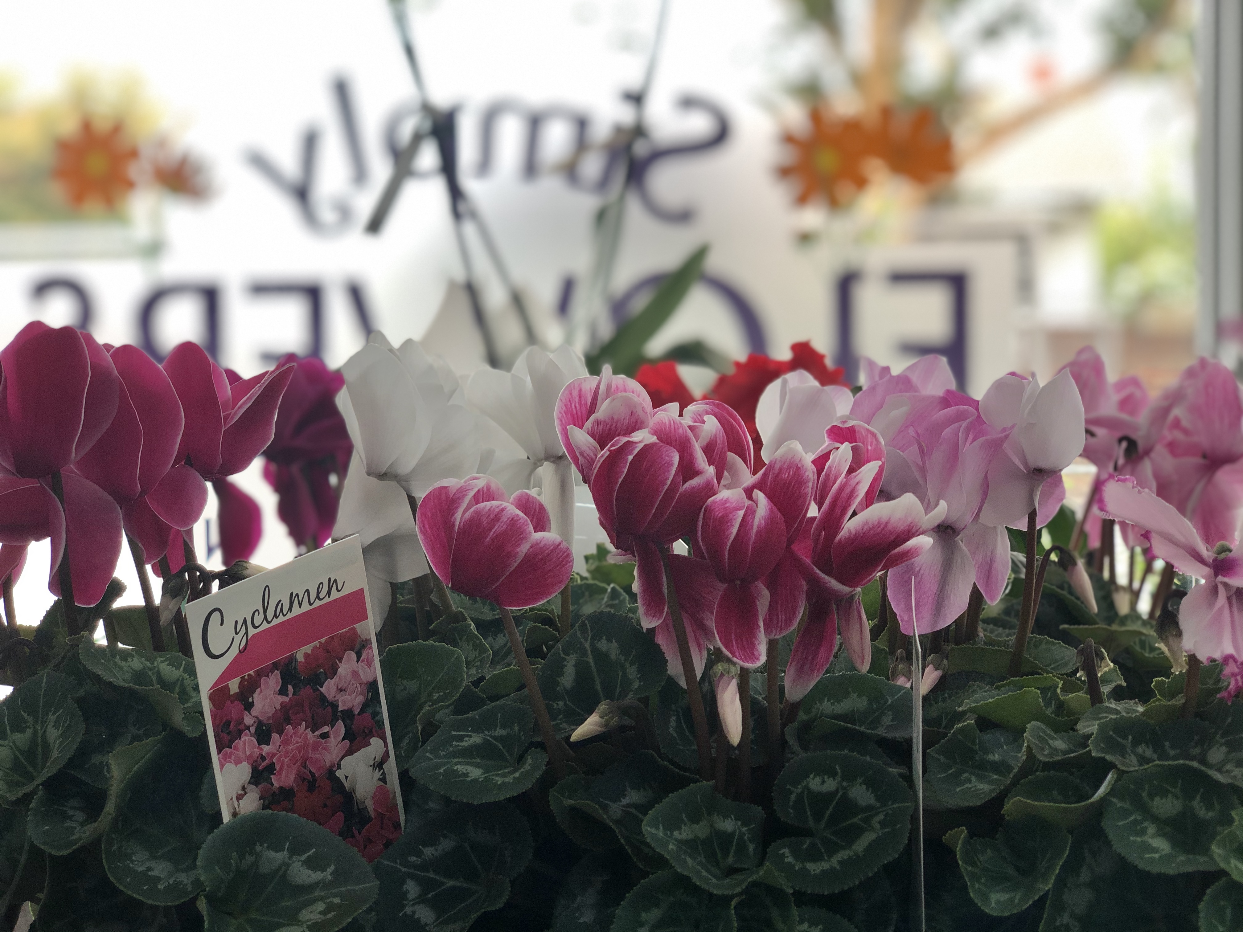 Simply Flowers Free Bayside delivery