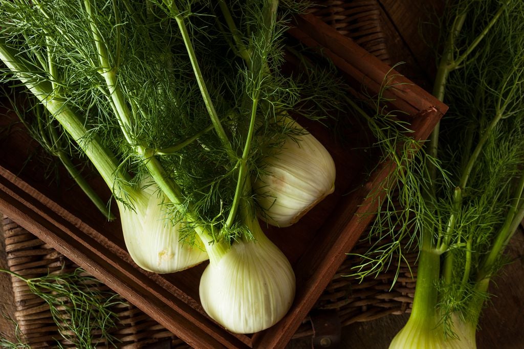 Substitution for Delicious Fennel Bulb Your Top 5 Fennel Substitute Picks