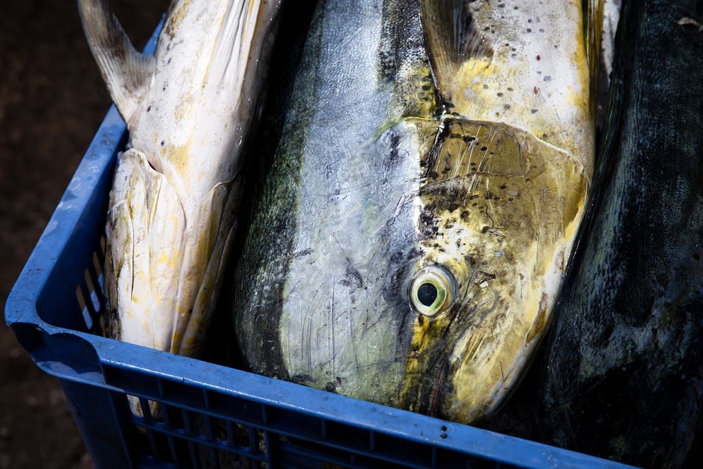 What Does Mahi Mahi Taste Like? Mahi Mahi Flavor Guide Simply Healthy