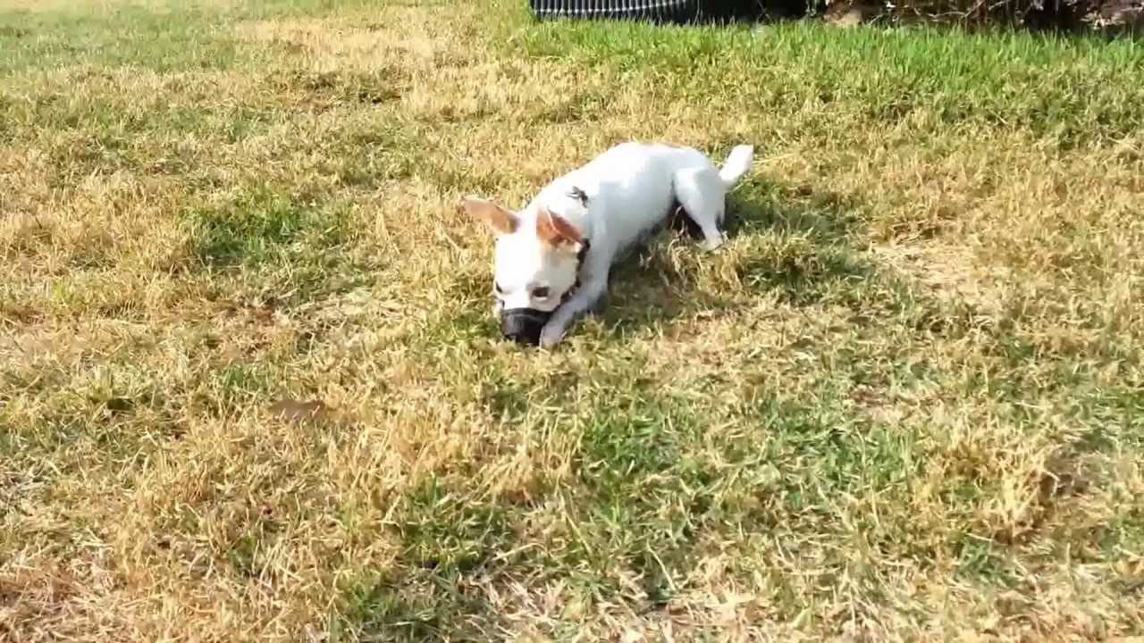 teacup chihuahua muzzle