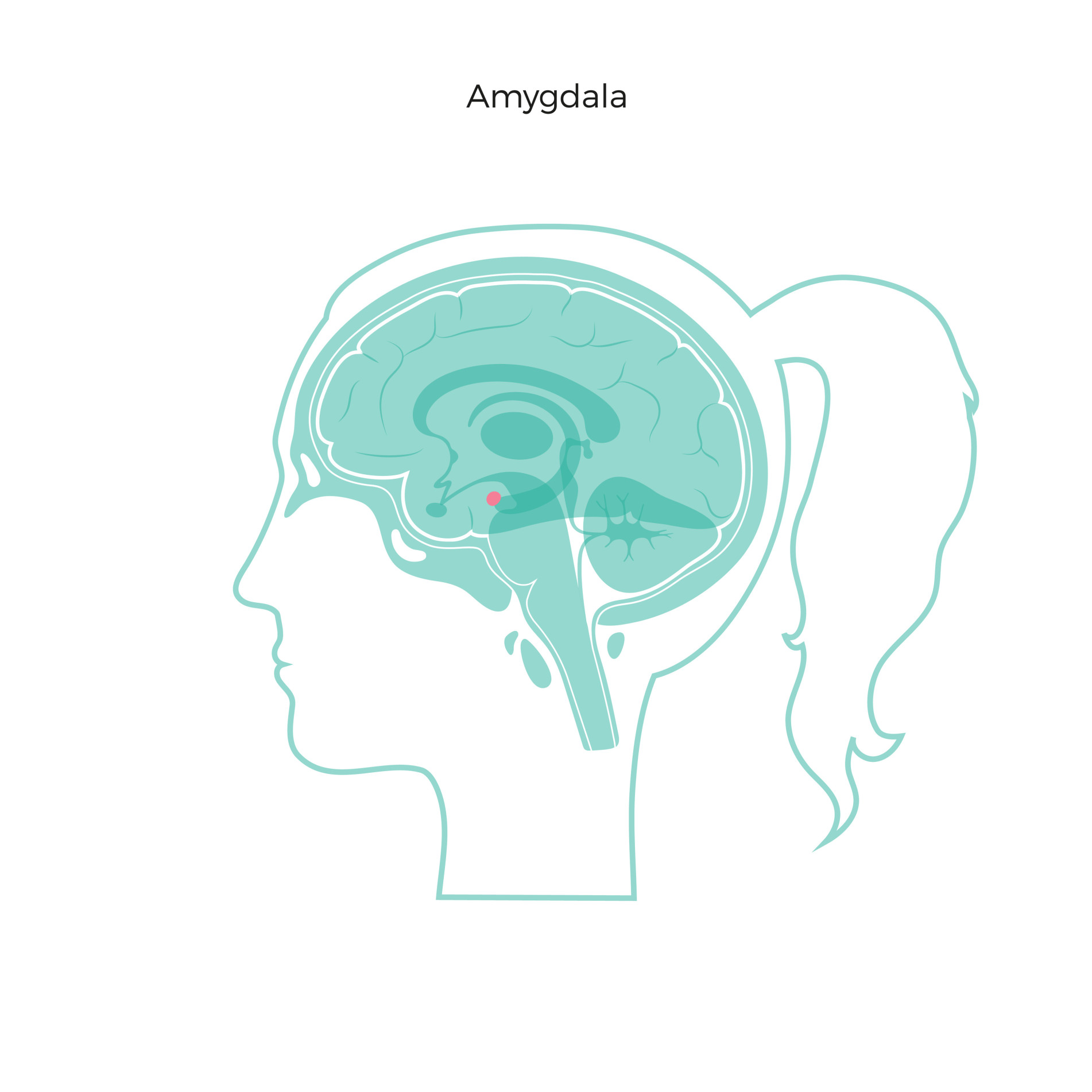 What Is The Amygdala Function & Brain Location