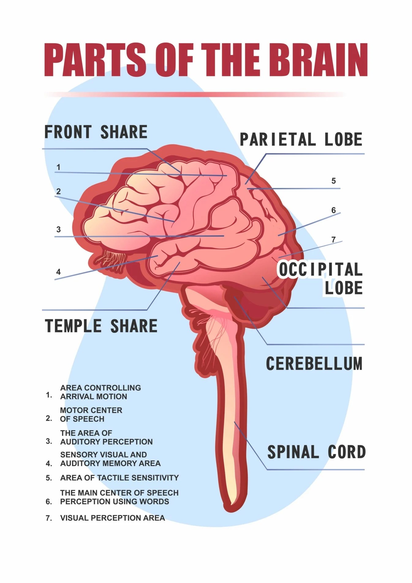 Parts of the Brain Anatomy, Structure & Functions