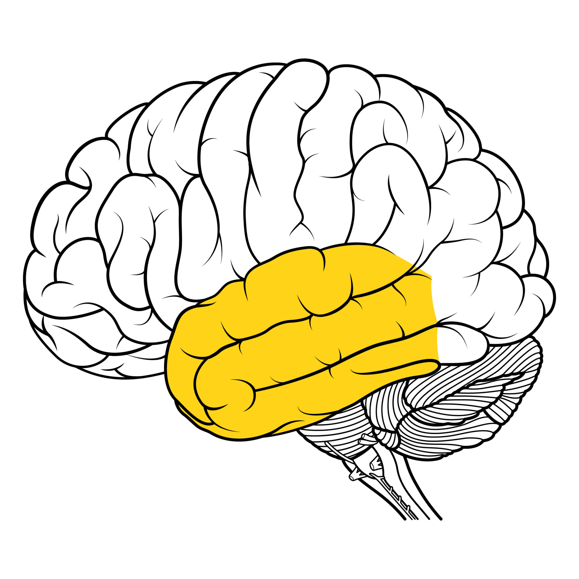 Temporal Lobe Definition, Functions, Location & Structure