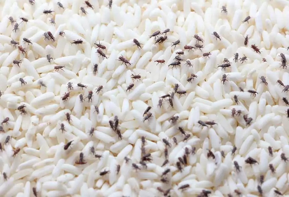 Our Experts Share Their Top Tips On How To Get Rid Of Pantry Bugs