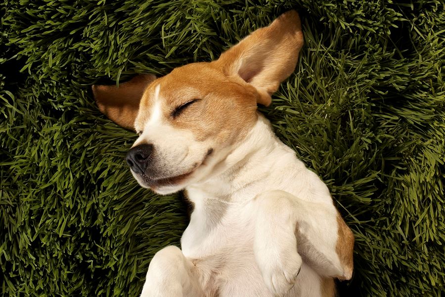 Gallery Camelback Apartments in Phoenix, AZ Citrine Apartments