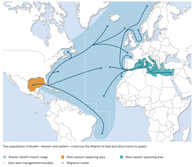 Atlantic Bluefin Tuna Population Simulace.info