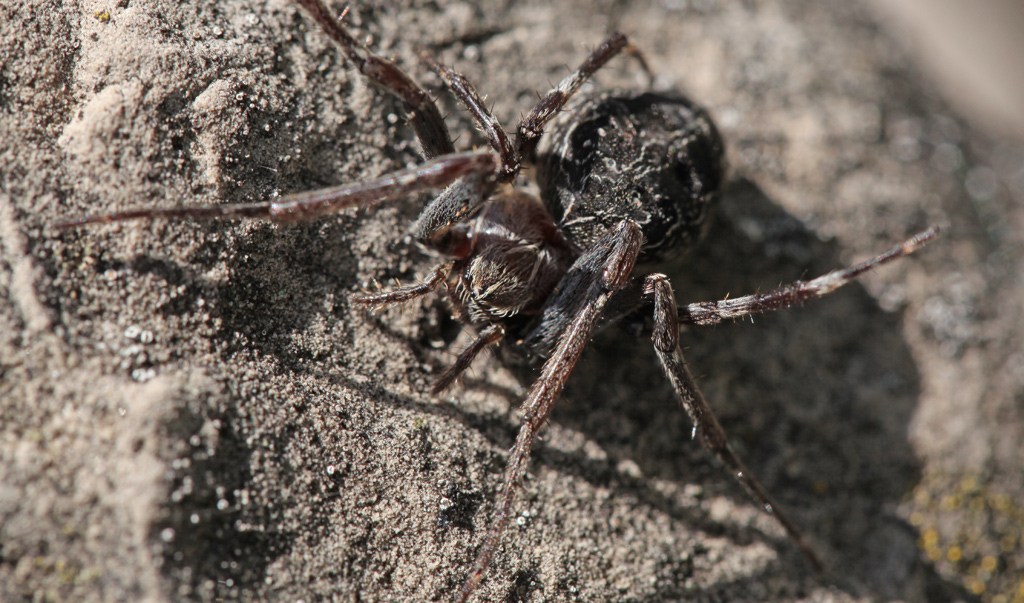 Spider on rock a sibilant intake of breath