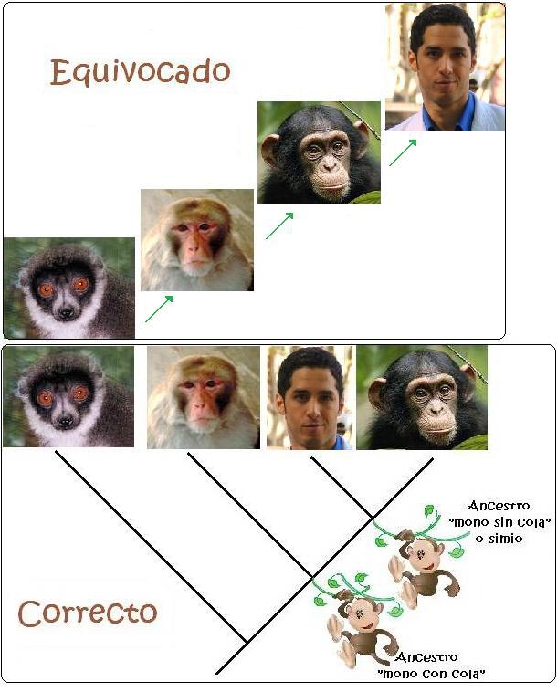 el hombre desciende del mono o somo sus primos Taringa!