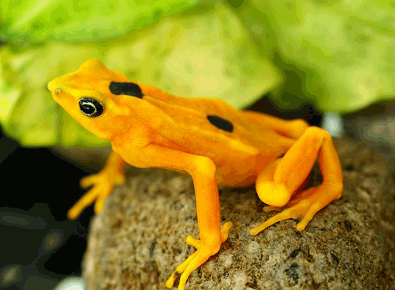 Las ranas doradas de Panamá, que Mark Twain hizo famosas, están por