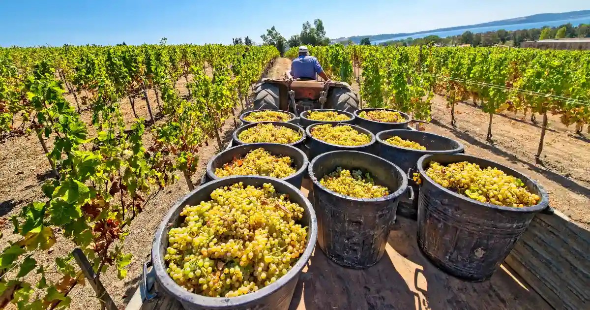 Why Is Sing Gin Made From Grapes? Sing Gin