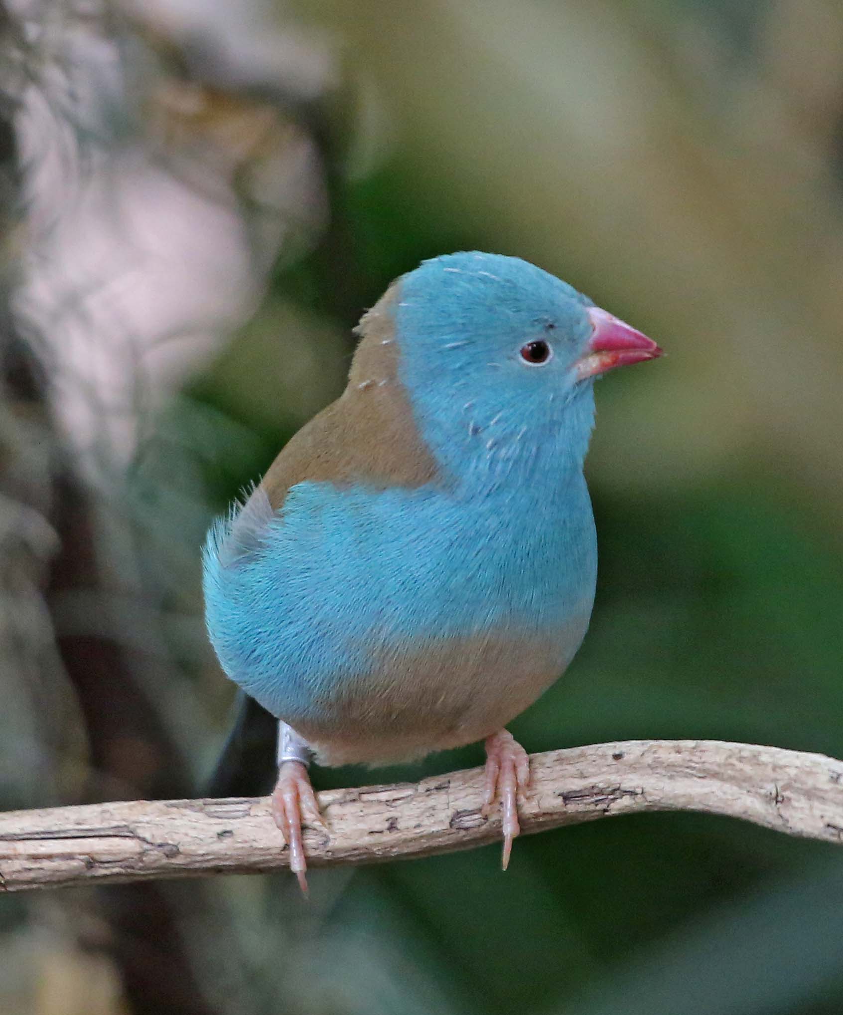 Cordon Bleu Waxbill Facts, As Pets, Housing, Temperament Singing