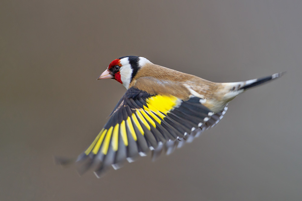 European Goldfinch Facts, Temperament As Pets, Care, Pictures Singing