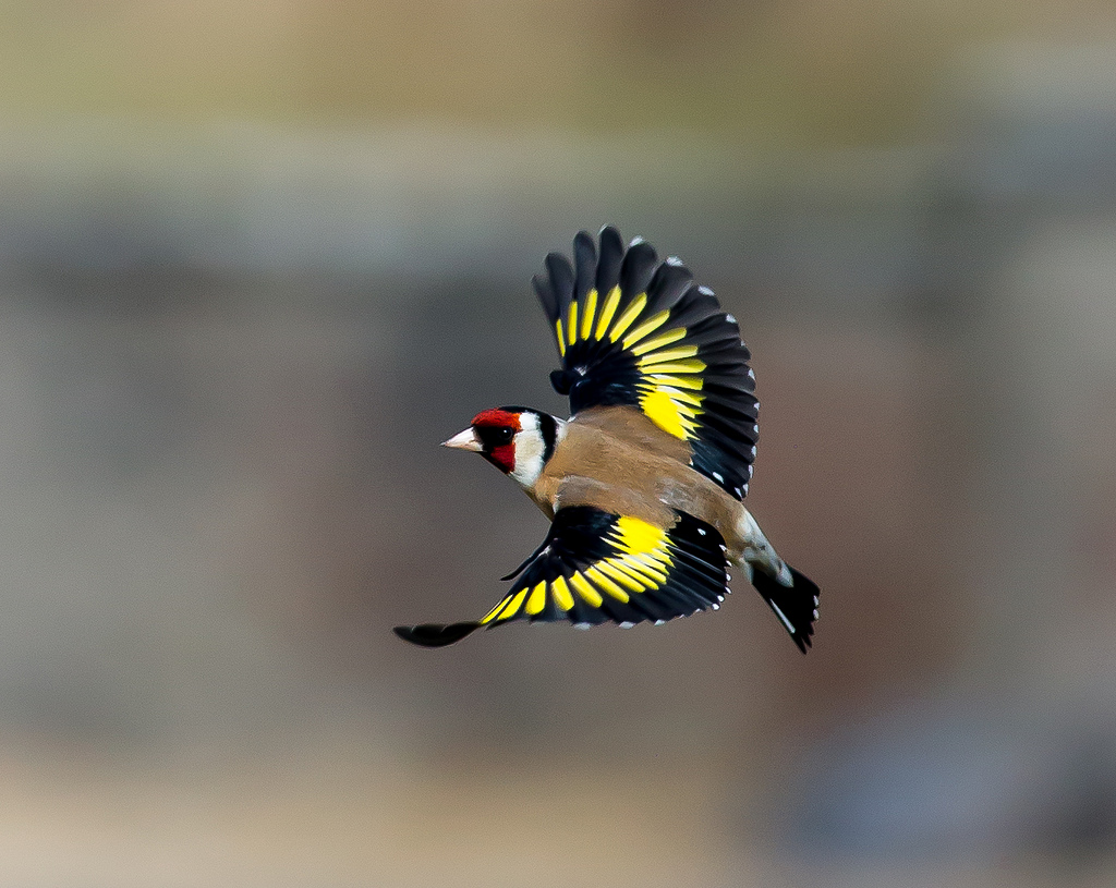 European Goldfinch Facts, Temperament As Pets, Care, Pictures