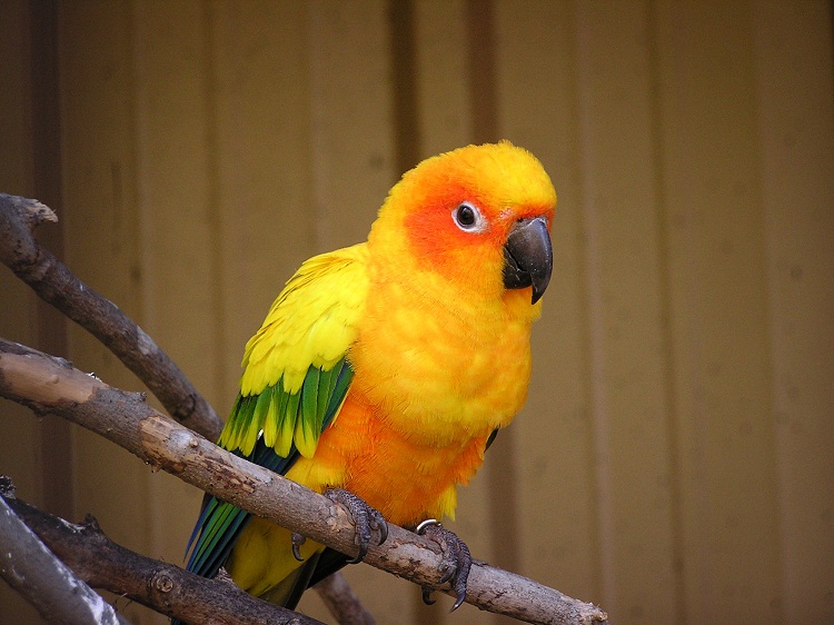 Conures Facts, List of Types & Care as Pets