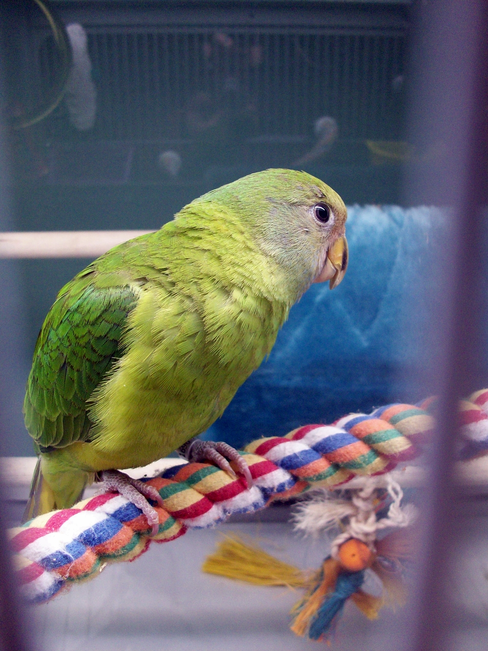Plumheaded Parakeet Facts, Pet Care, Temperament, Pictures Singing