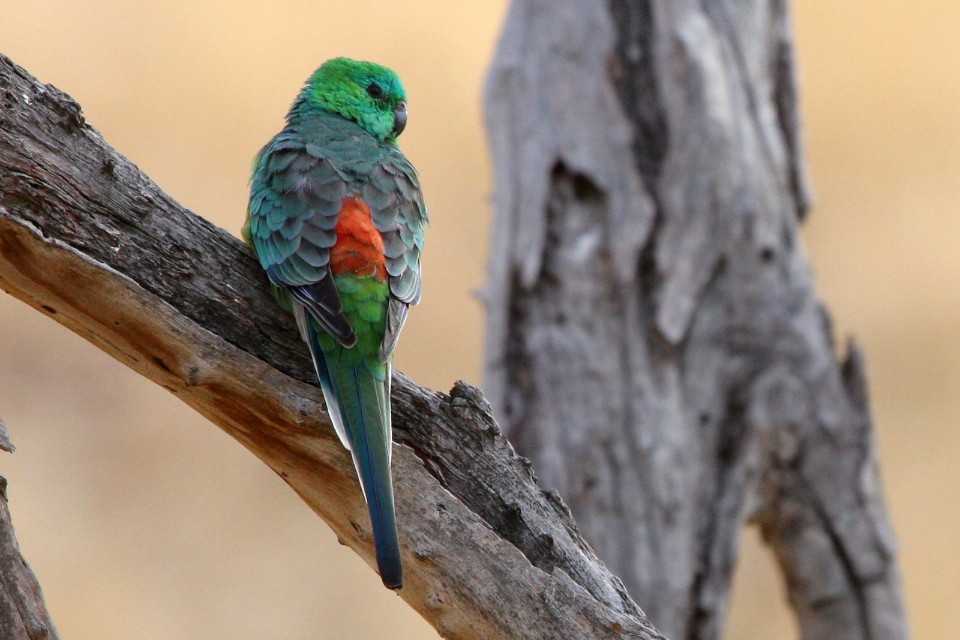 Red Rump Parakeet Facts, Temperament As Pets, Care, Pictures Singing