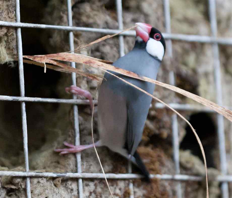 Java Sparrow Facts, Pet Care, Temperament, Feeding, Pictures
