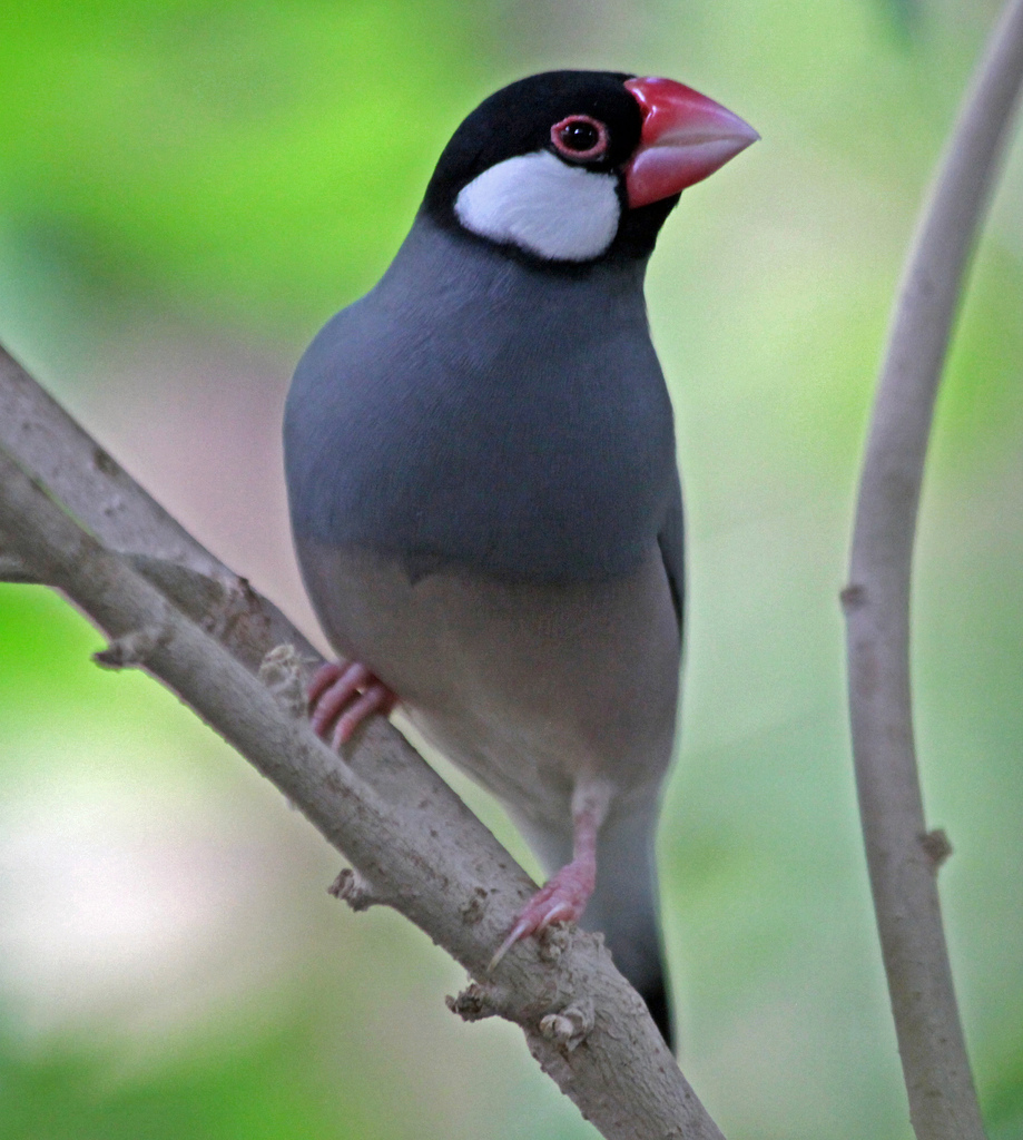 Java Sparrow Facts, Pet Care, Temperament, Feeding, Pictures