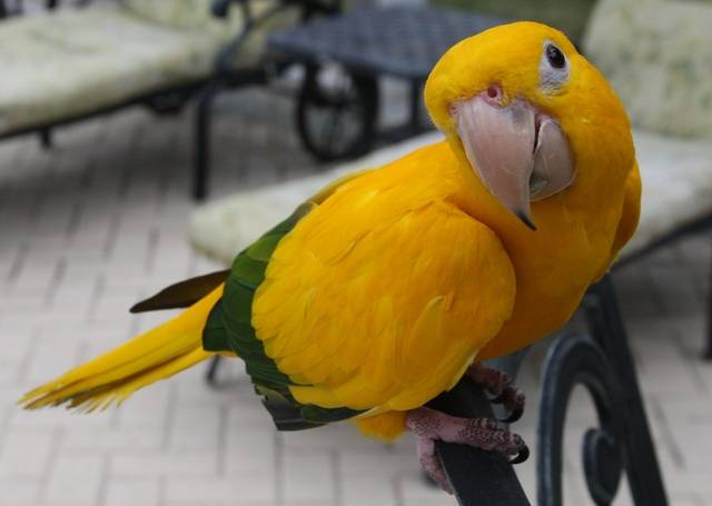 Golden Conure Facts, Pet Care, Behavior, Price, Pictures Singing