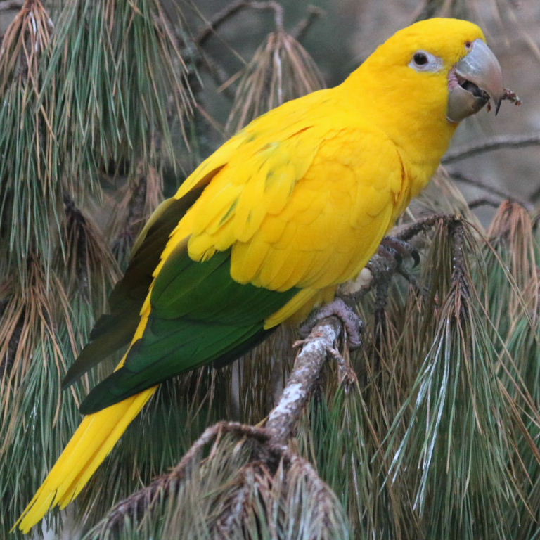 Golden Conure Facts, Pet Care, Behavior, Price, Pictures Singing