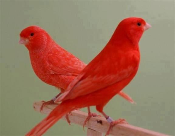 Red Factor Canary Facts, Care as Pets, Housing, Pictures