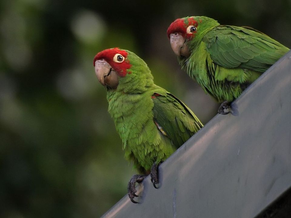 Cherry Head Conure Facts, Care as Pets, Housing, Pictures Singing