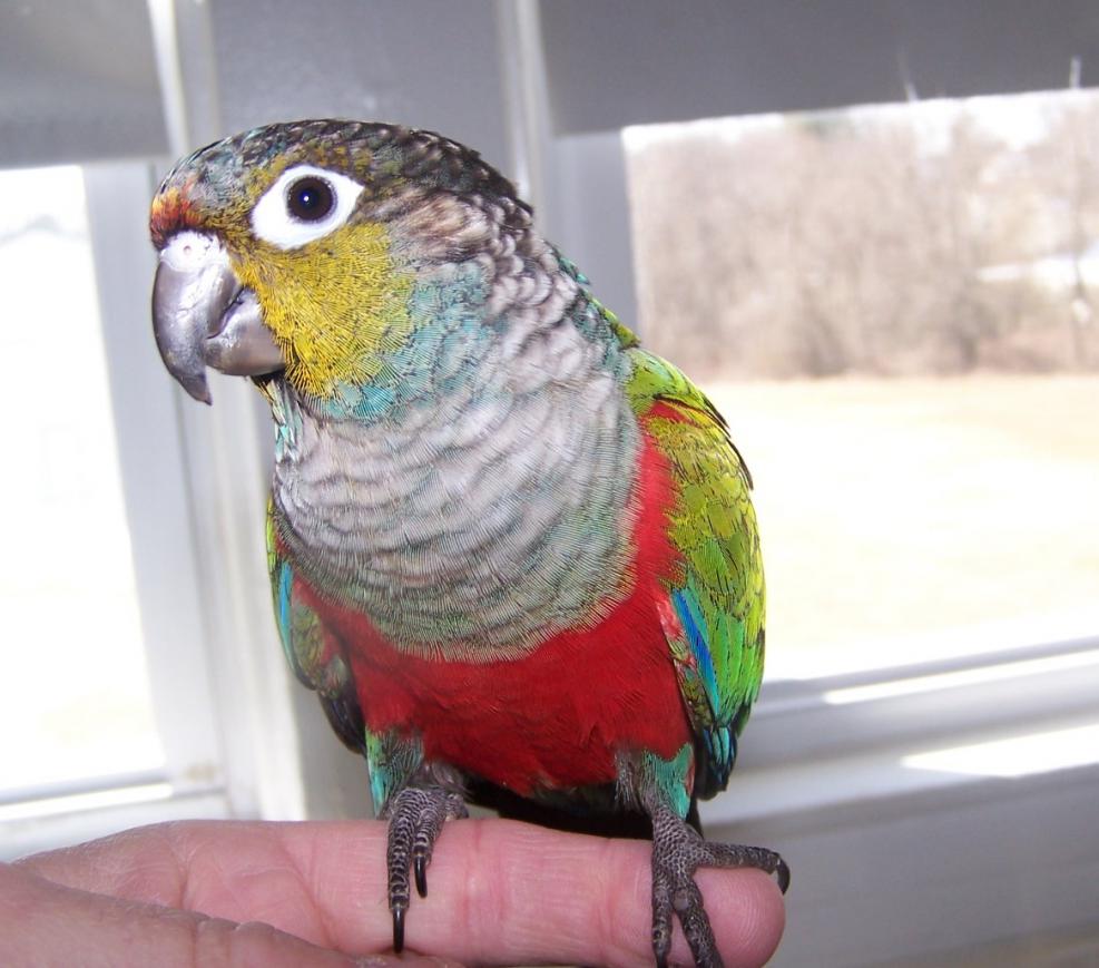 Crimson Bellied Conure Price malaowesx