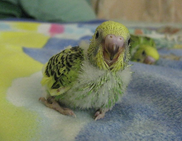 Parakeets Types, Care as Pets, Lifespan, Pictures SingingWings