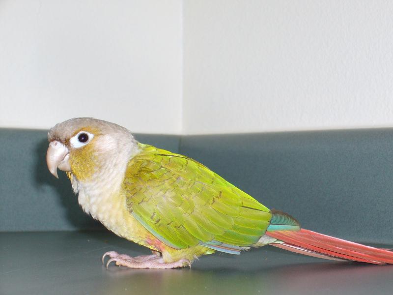 Green Cheek Conure Facts, Diet, Mutation, Lifespan, Care
