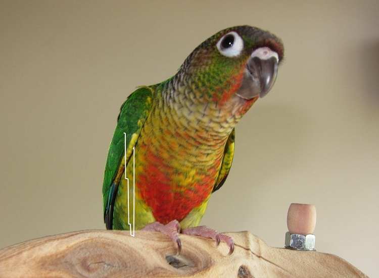 Green Cheek Conure Facts, Diet, Mutation, Lifespan, Care