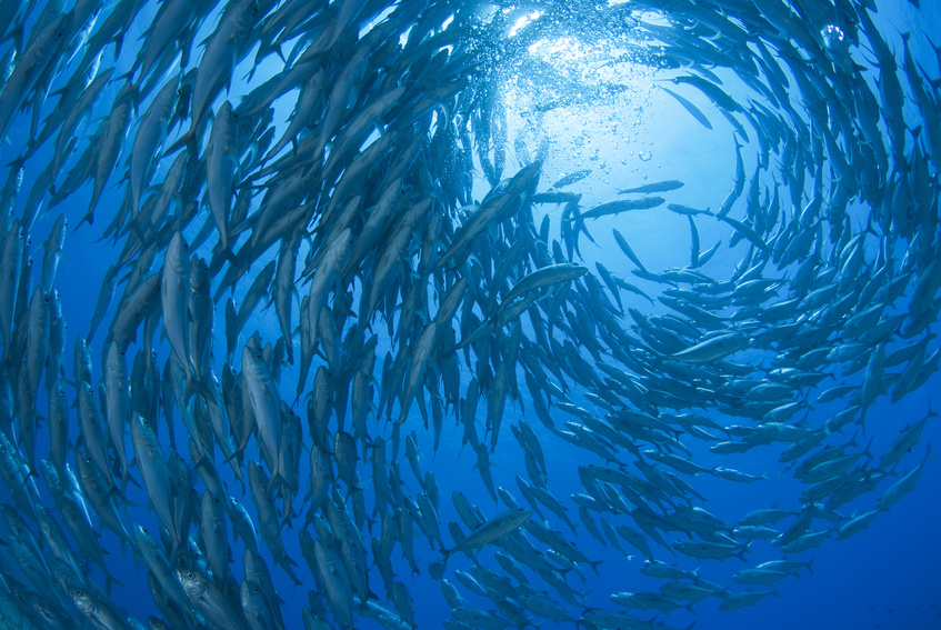 SWARM SWARM JapaneseClass.jp