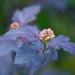 Paseando por Gijón: De visita en el Jardín Botánico Atlántico