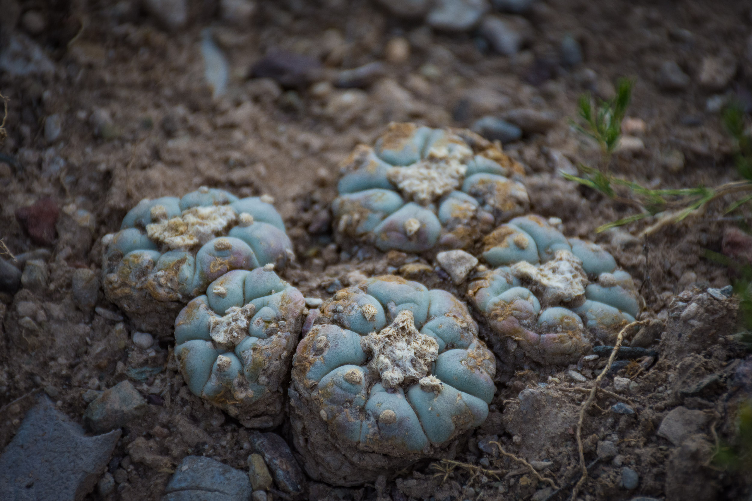 10 Cosas que hacer en Real de Catorce Sin Postal