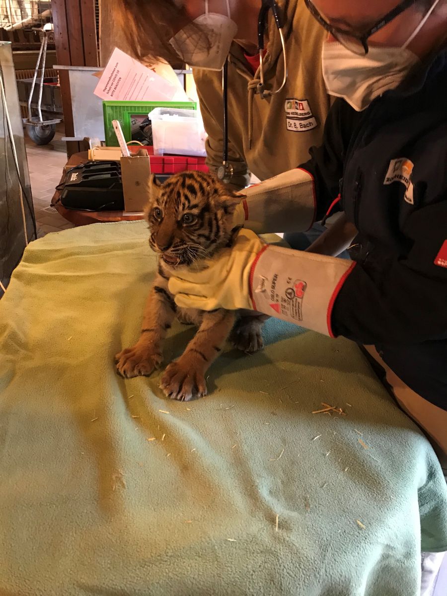 TigerNachwuchs im Zoo Heidelberg entwickelt sich gut SinsheimLokal