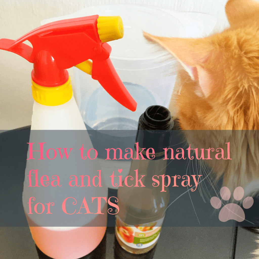 How to make natural flea and tick spray for cats | Sintra the Cat