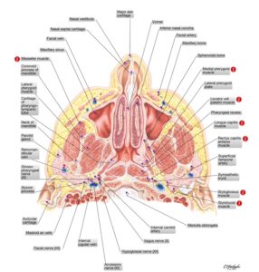 One Side Of Nose Always Blocked? Balloon Sinuplasty Can Help!
