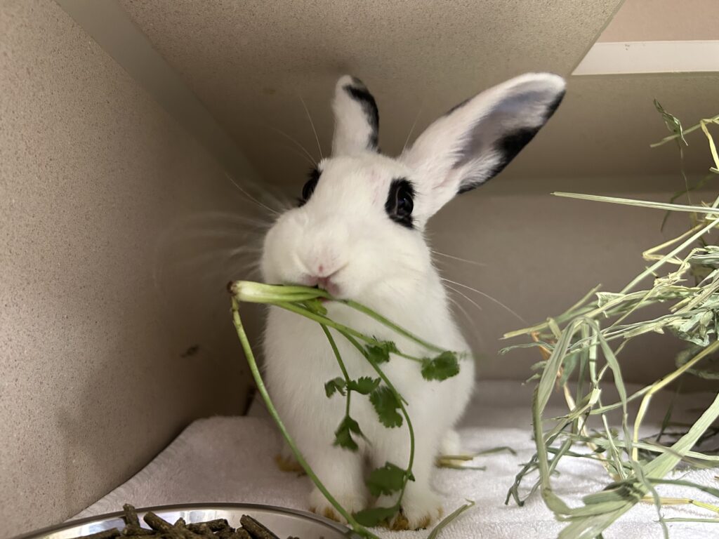 Here's What Pet Rabbits Need SI Parent