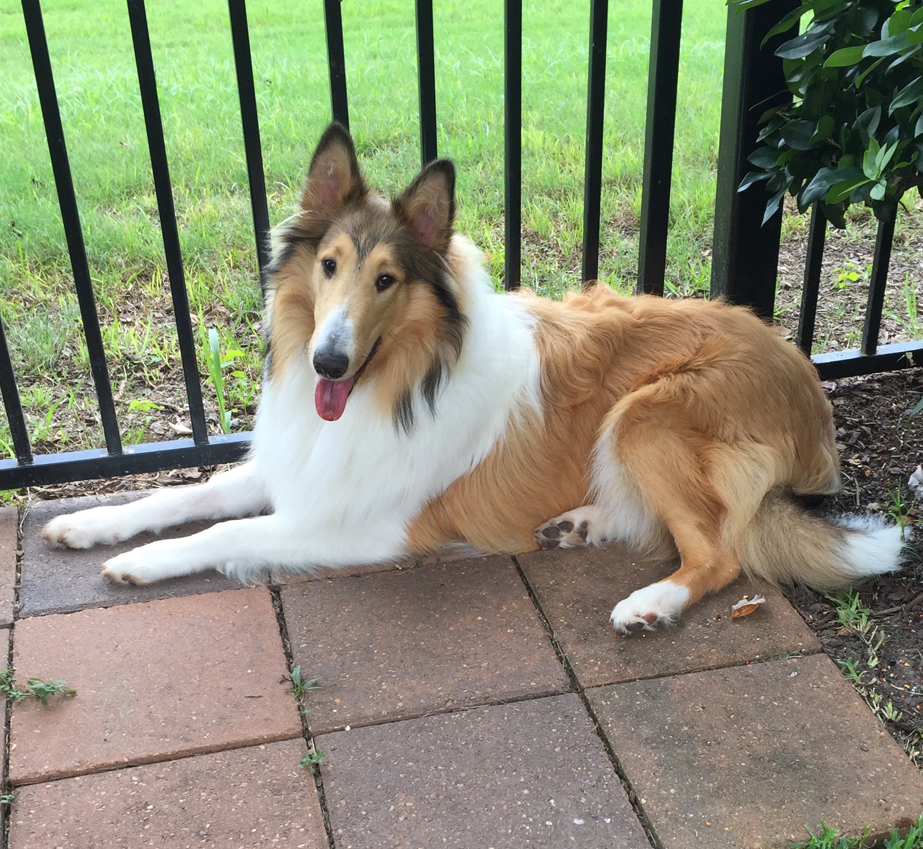 Loving Homes Sir Collies