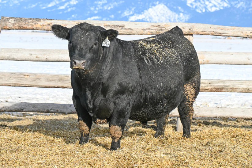 Angus Embryos For Sale SB102827 SIRE BUYER