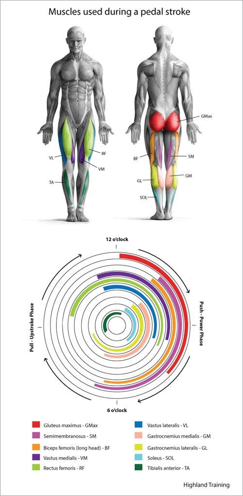 What Muscles Are Used In Cycling? – Siroko Cycling Community