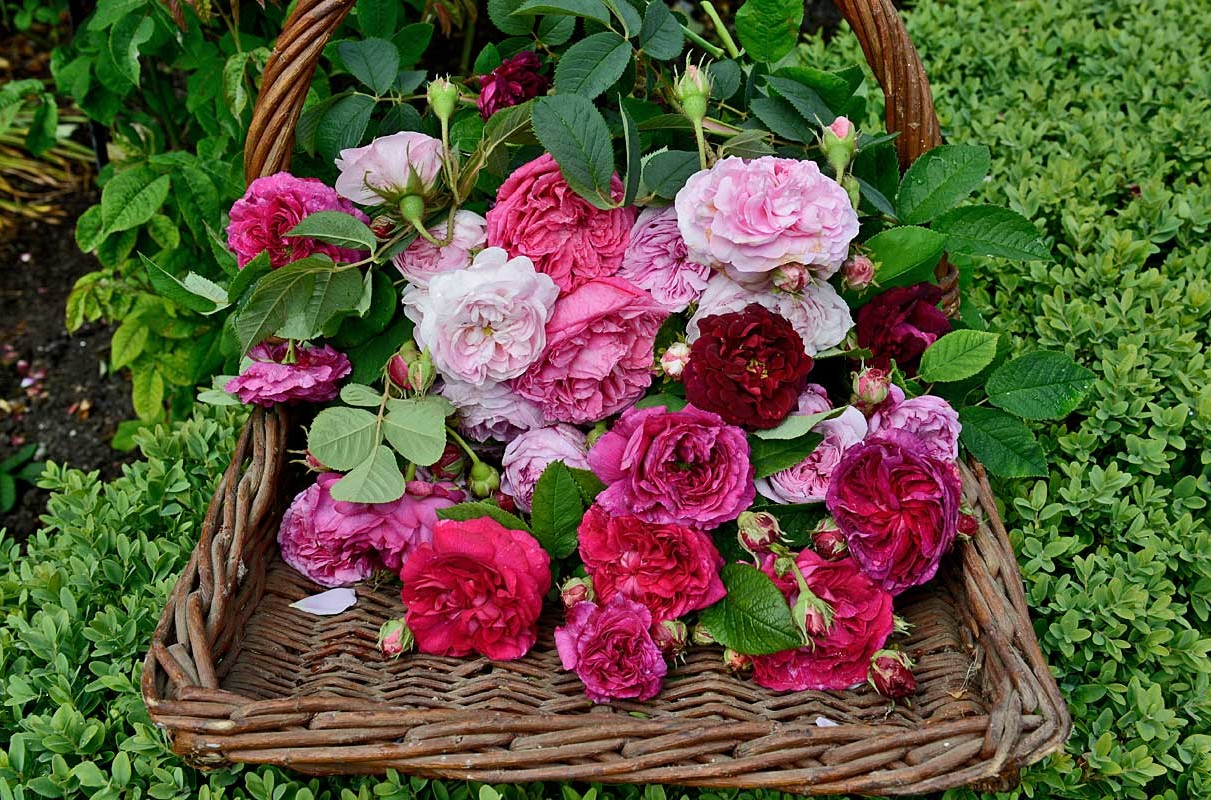 Carolside Roses Sisley Garden Tours