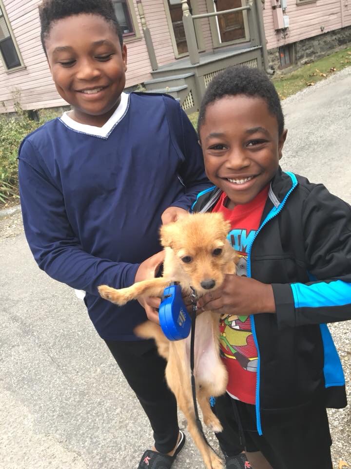 Sit4Pet Cat sitter in Northwest Columbus